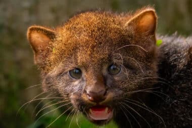 rare-baby-jaguarundi-born-inherited-his-mothers-wild-spirit